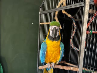 Macaws birds Macaw - Advert 1