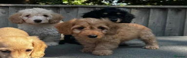 Doxiepoo 2