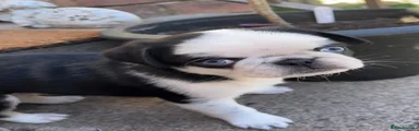 Jack