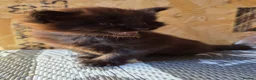 Maine Coon cats for sale: 1 Boy 1 Girl TAKE HOME TODAY - Advert 36