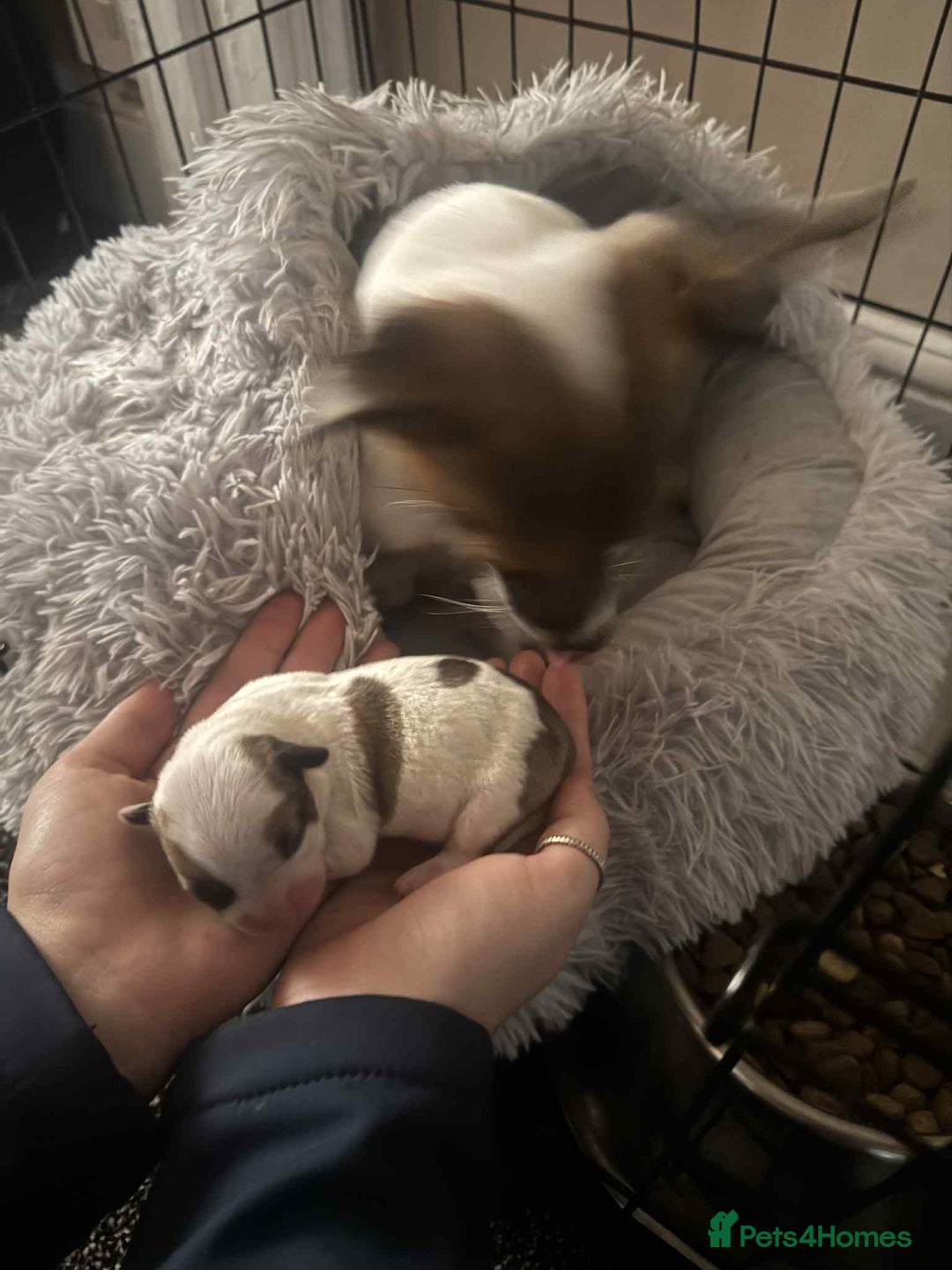 Jack Russell dogs for sale: Jack russle boy pup (cow looking) born 27th oct - Image 2