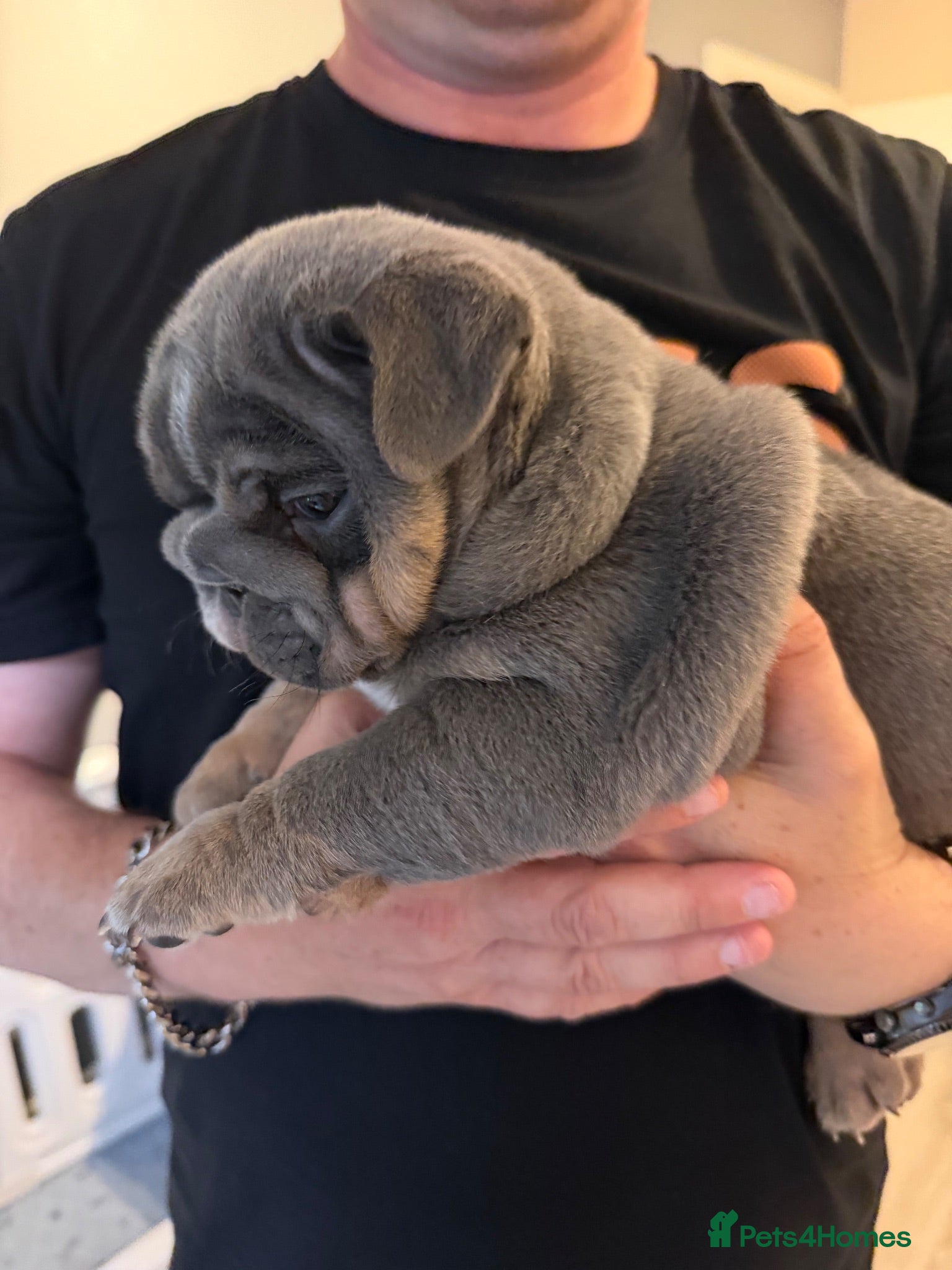 English Bulldog dogs Last girl available kc reg health tested parents - Advert 1