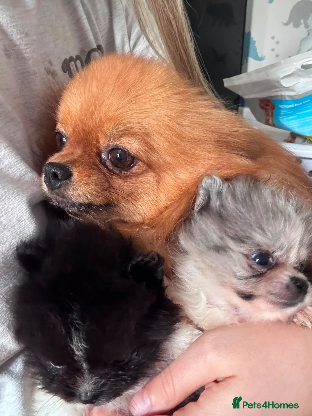 Pomeranian dogs for sale: Pomeranian’s  - Advert 6