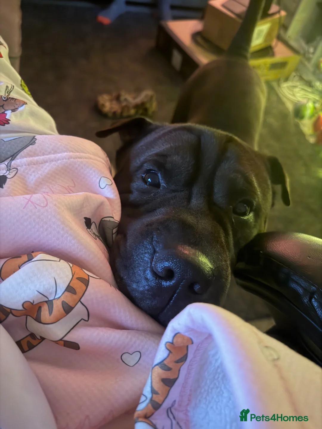 Shar Pei dogs for sale: Odin , 4 year old Shar pei.  - Advert 1