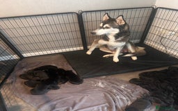 Mixed Breed dogs for sale: All black rare huskypoo - Image 3
