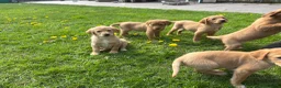 Goldador dogs for sale: ⭐️F1 Goldadors Puppies⭐️ - Advert 10
