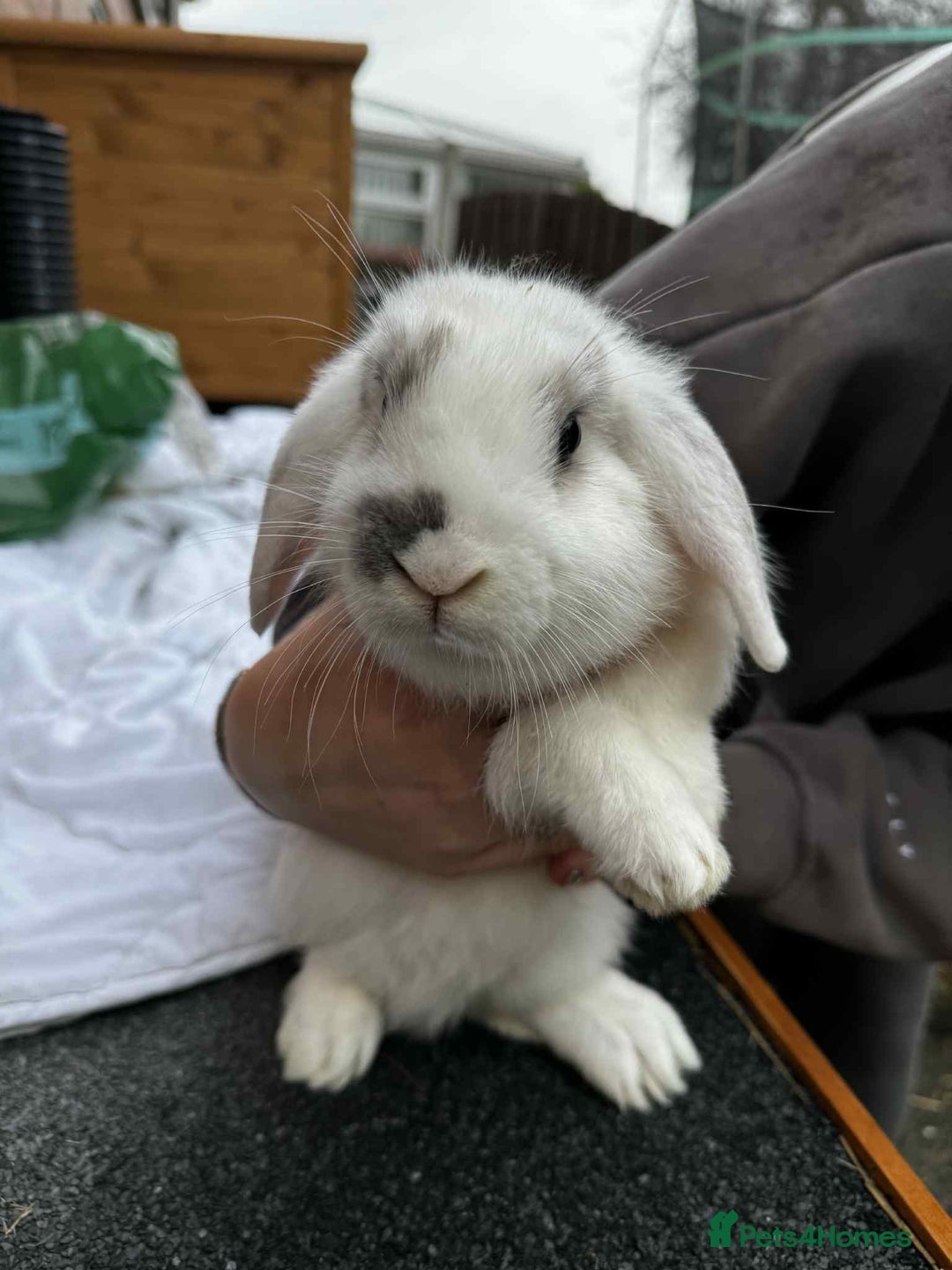 Mini Lop rabbits for sale: 2 female mini lops - Advert 6