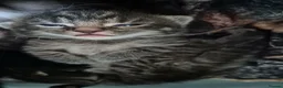 Mixed Breed cats for sale: 1 male and 1 female kitten  - Advert 2