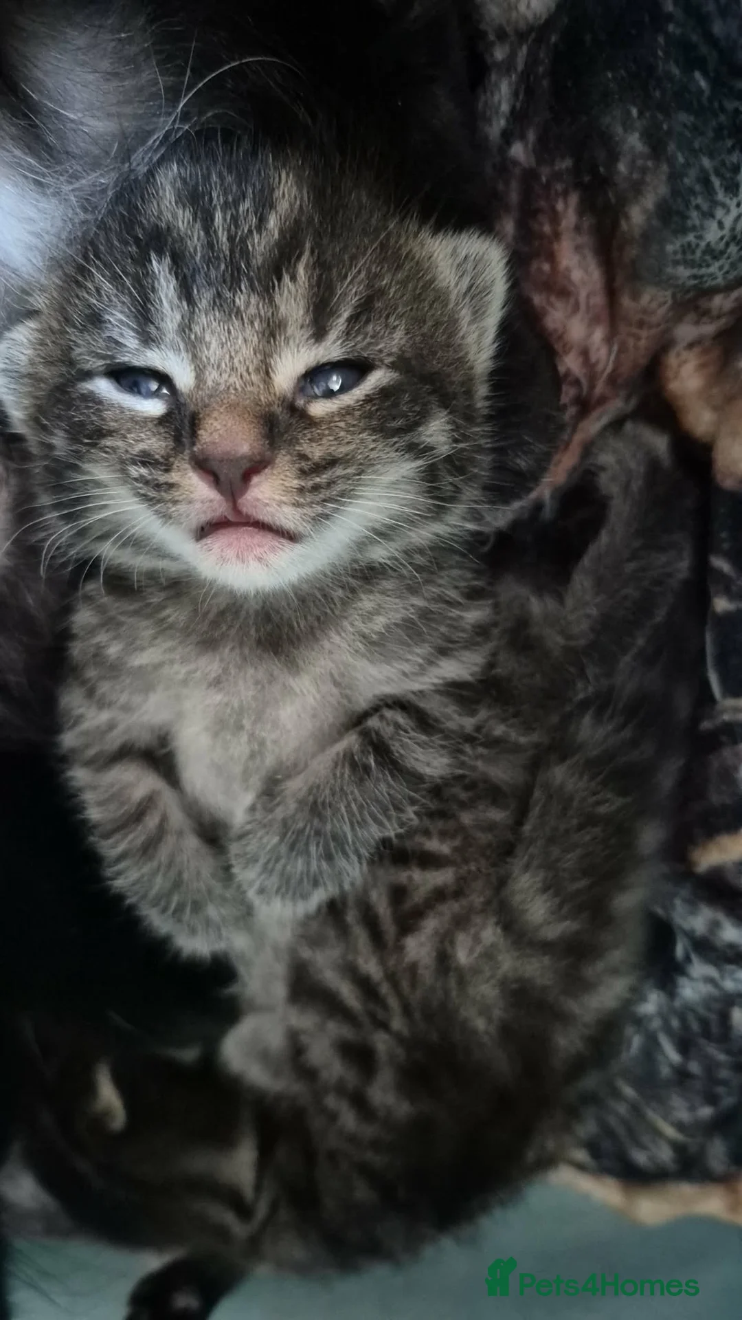 Mixed Breed cats for sale: 1 male and 1 female kitten  - Advert 2