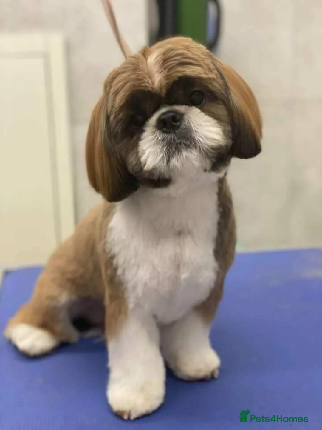 Shih Tzu dogs for stud: KC Registered Shih Tzu Stud (not for sale) - Advert 2