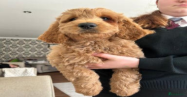 Goldendoodle dogs in Merthyr Tydfil - Advert 14