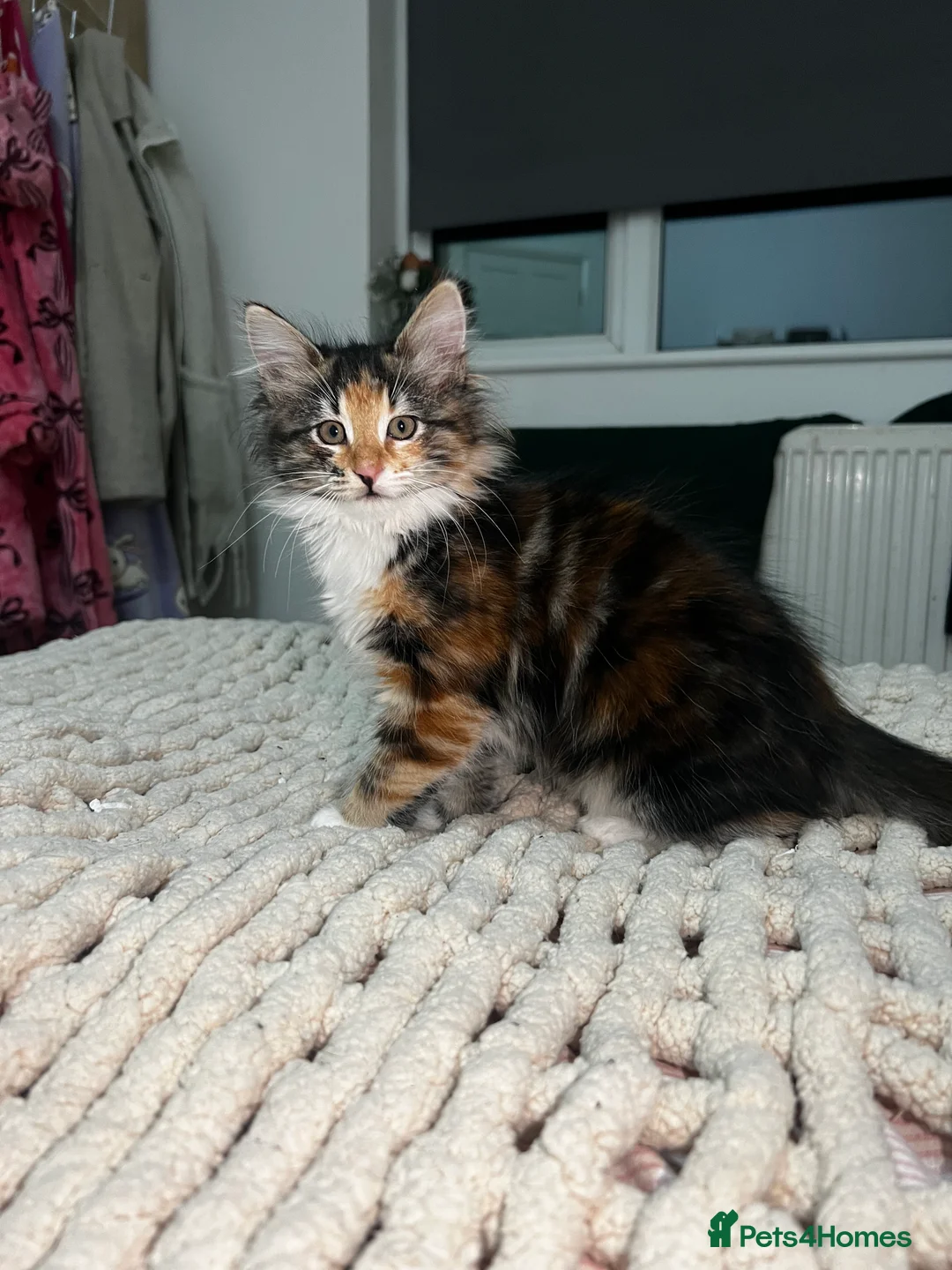 Siberian cats for sale: Beautiful Siberian mix kittens  - Advert 8