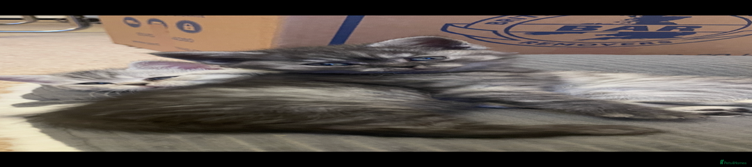 British Shorthair Kitten 7