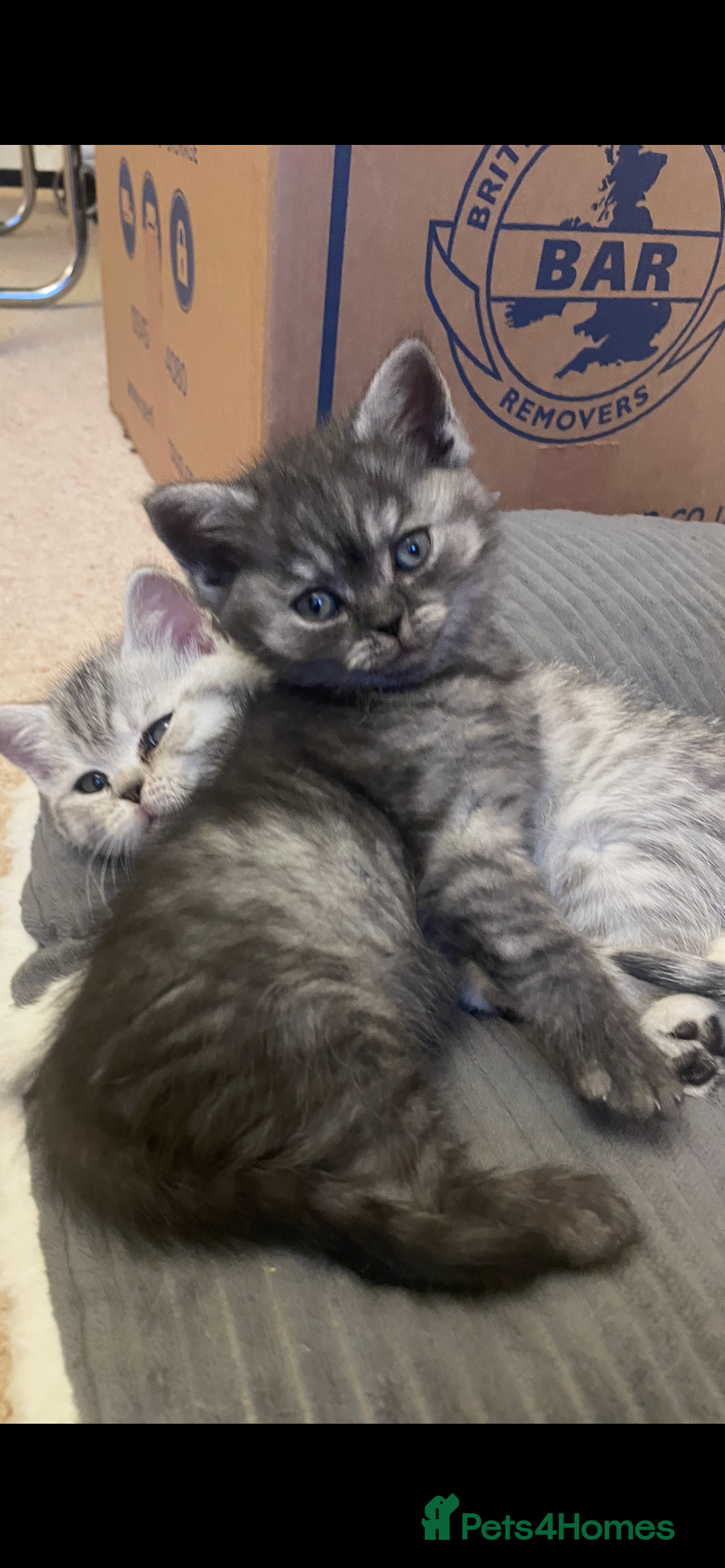 British Shorthair cats for sale: Rare Black Smoke female kitten - Advert 9