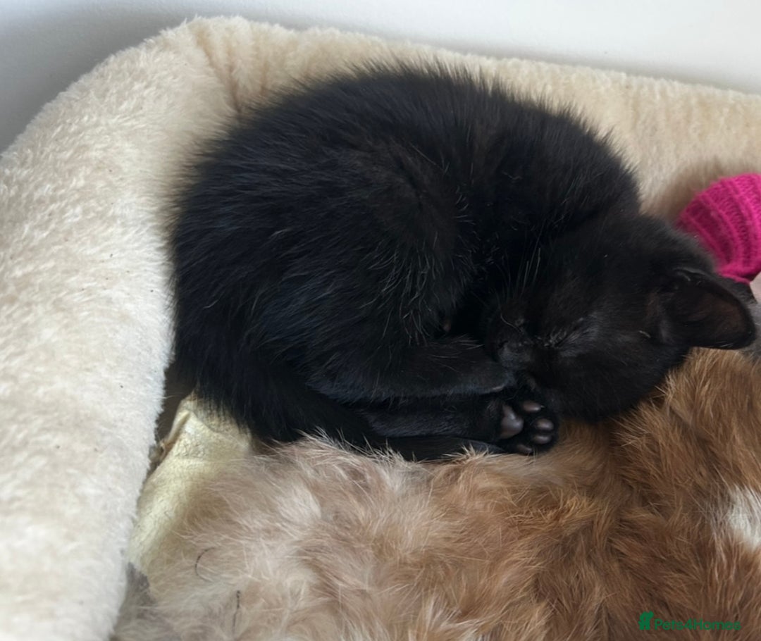 Bombay cats for sale: Adorable male kitten  - Advert 7