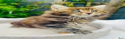 Maine Coon cats for sale: Pure breed Maine coon kittens  - Advert 18
