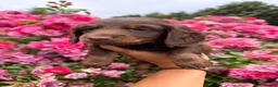 Mixed Breed dogs for sale: STUNNING DAXIPOO PUPPIES! - Advert 7