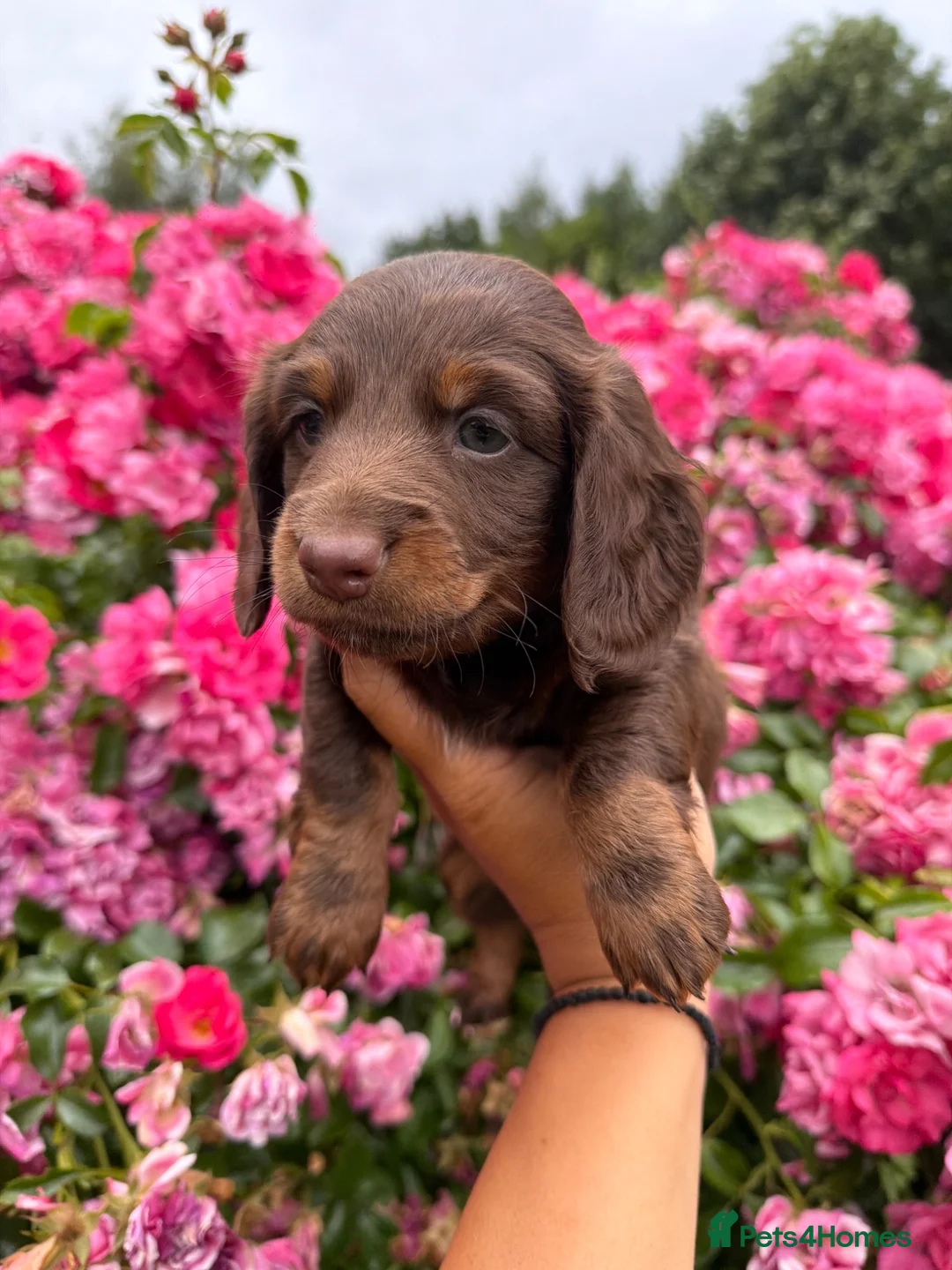 Mixed Breed dogs for sale: STUNNING DAXIPOO PUPPIES! - Advert 7