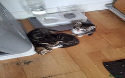 British Shorthair cats for sale: Adorable British Shorthair x Tabby Kittens - Image 3