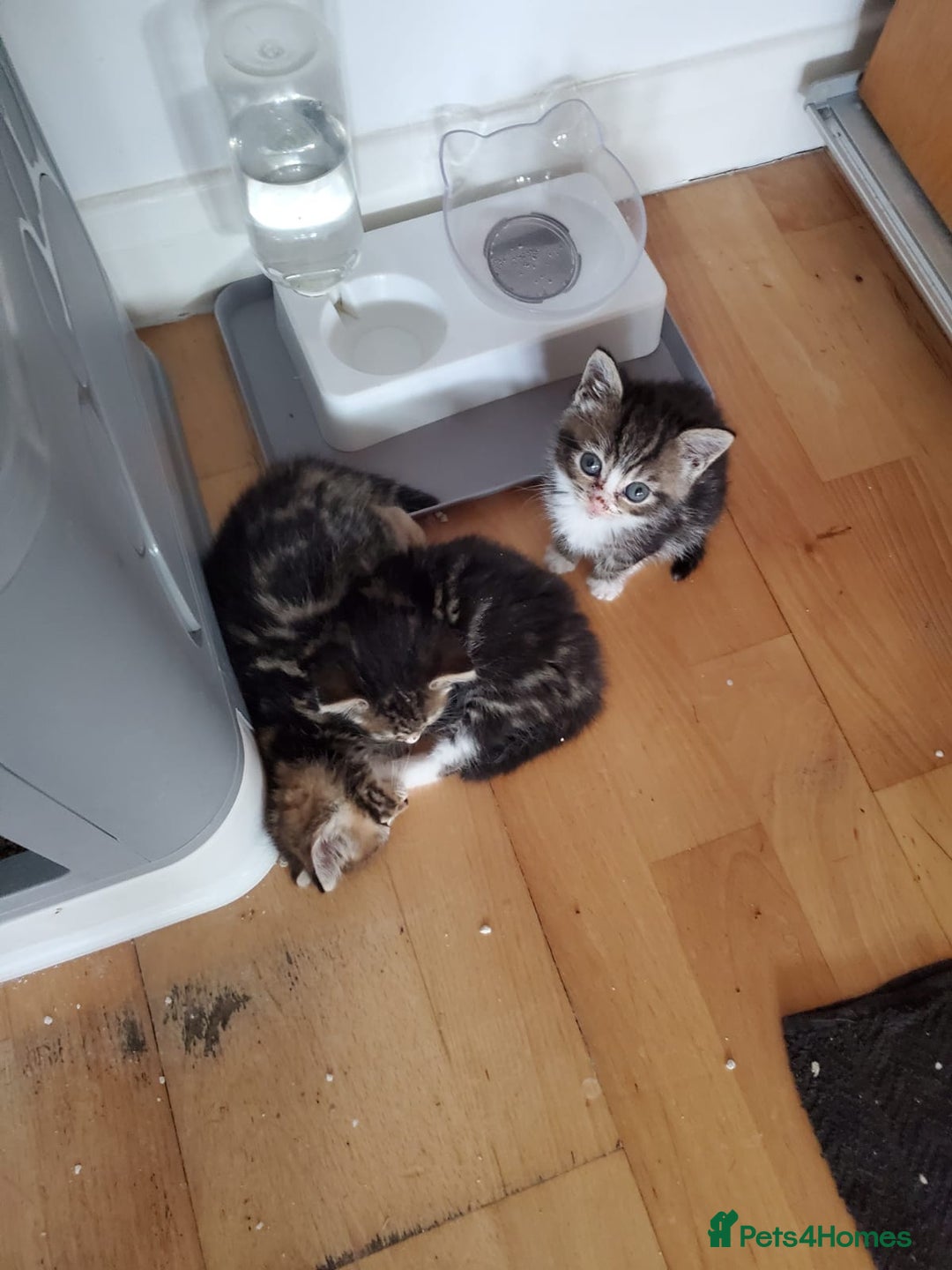 British Shorthair cats for sale: Adorable British Shorthair x Tabby Kittens - Image 3