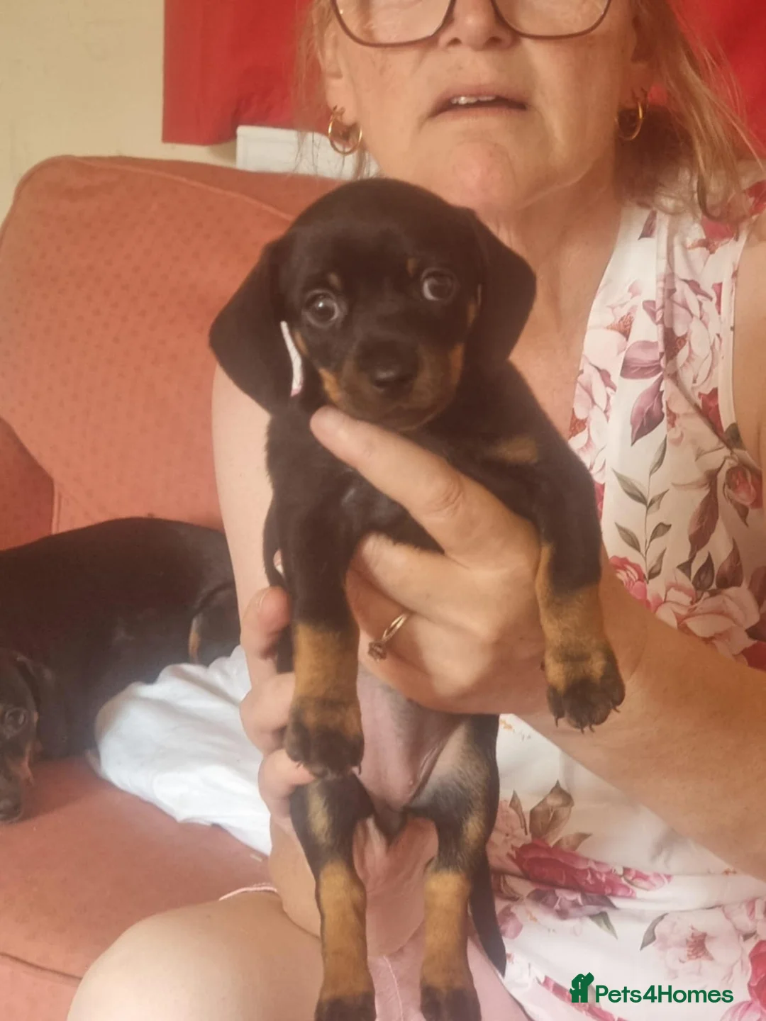 Mixed Breed cats for sale: Dachshund cross puppies - Advert 2