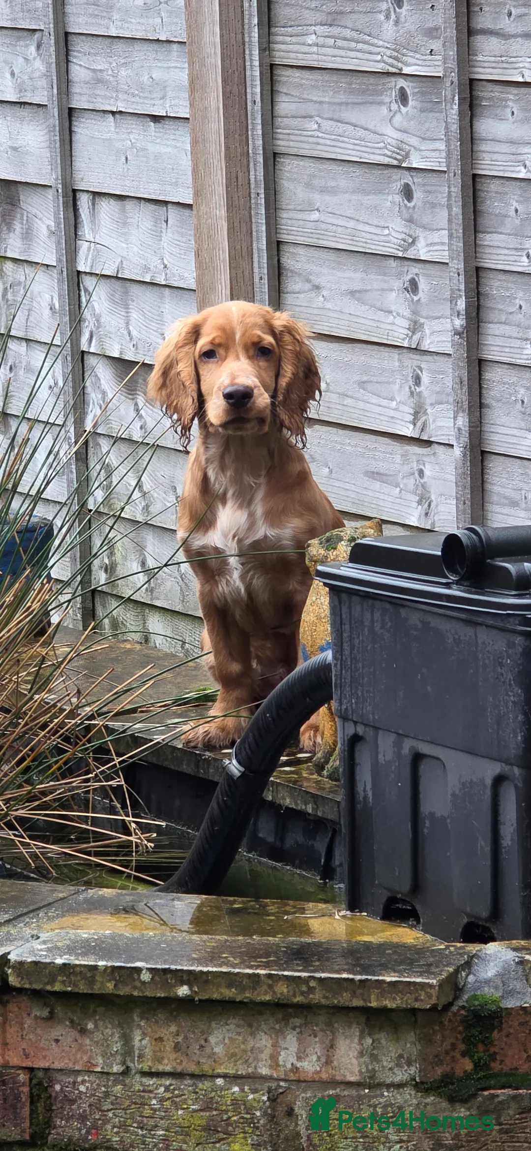 Cocker Spaniel dogs for sale: 6 month old cocker spaniel  - Advert 1