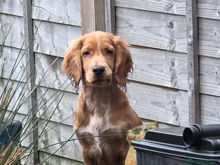 Cocker Spaniel dogs 6 month old cocker spaniel - Advert 7