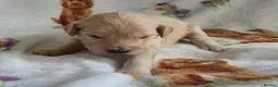 Goldendoodle dogs for sale: Health tested Australian Double Doodles - Advert 30