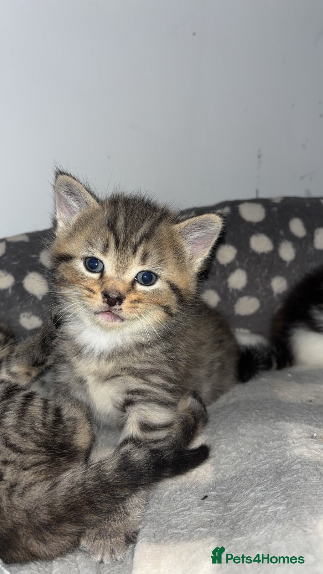 Domestic Shorthair cats for sale: Our Tabby has had kittens again - Advert 7