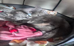 British Shorthair cats for sale: Blue British Shorthair kittens in Walsall - Image 8