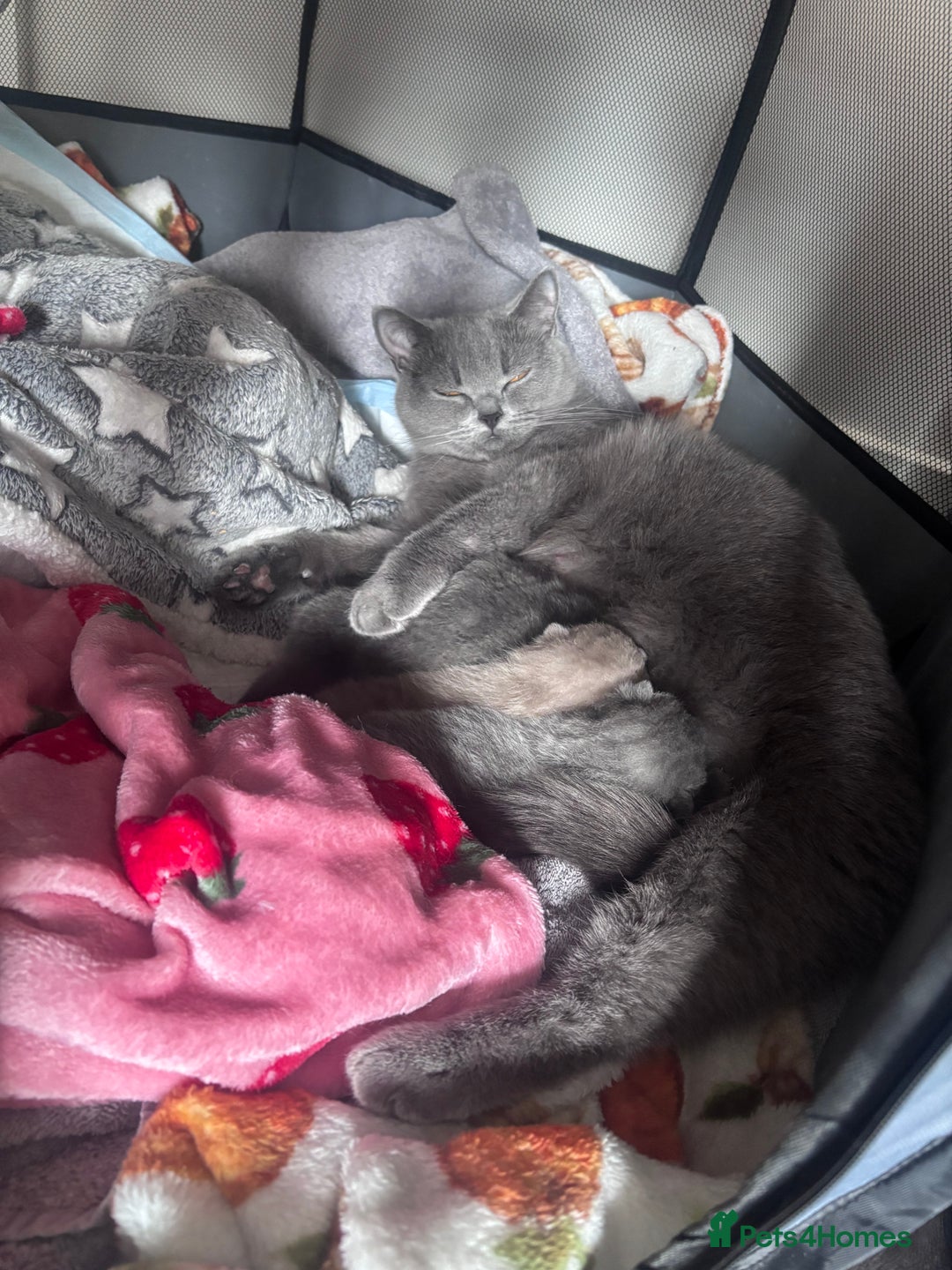 British Shorthair cats for sale: Blue British Shorthair kittens in Walsall - Image 8