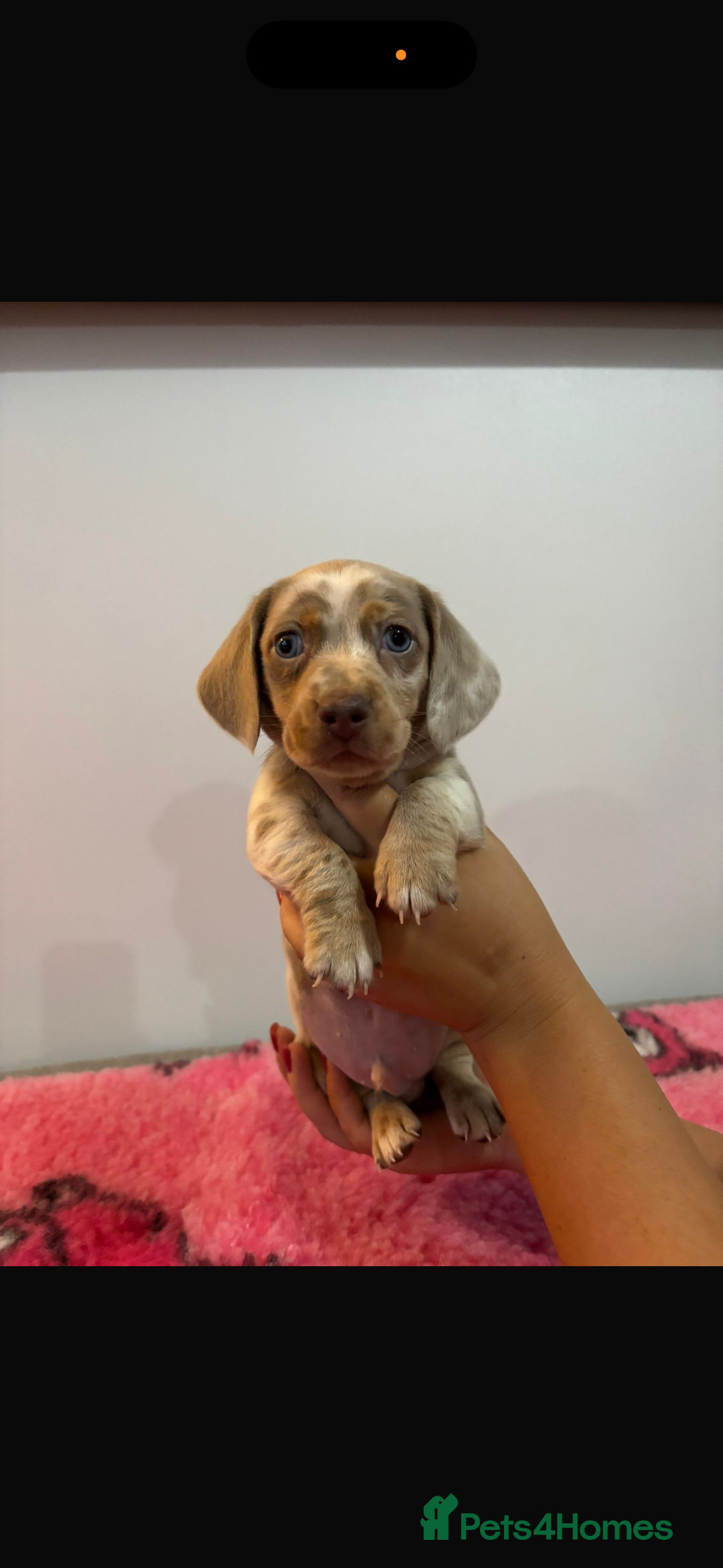 Miniature Dachshund dogs for sale: Kc registered miniature dachshunds - Advert 24
