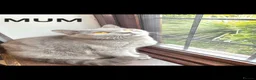 British Shorthair cats for sale: British shorthair kittens - champion bloodlines  - Advert 16