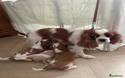 Cavalier King Charles Spaniel dogs for sale: Cavalier King Charles spaniels  - Image 6