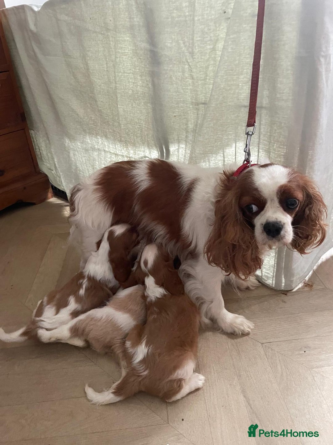 Cavalier King Charles Spaniel dogs for sale: Cavalier King Charles spaniels  - Image 6