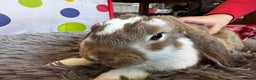 Mini Lop rabbits for sale: Mini Lop bunnies for sale  - Advert 12