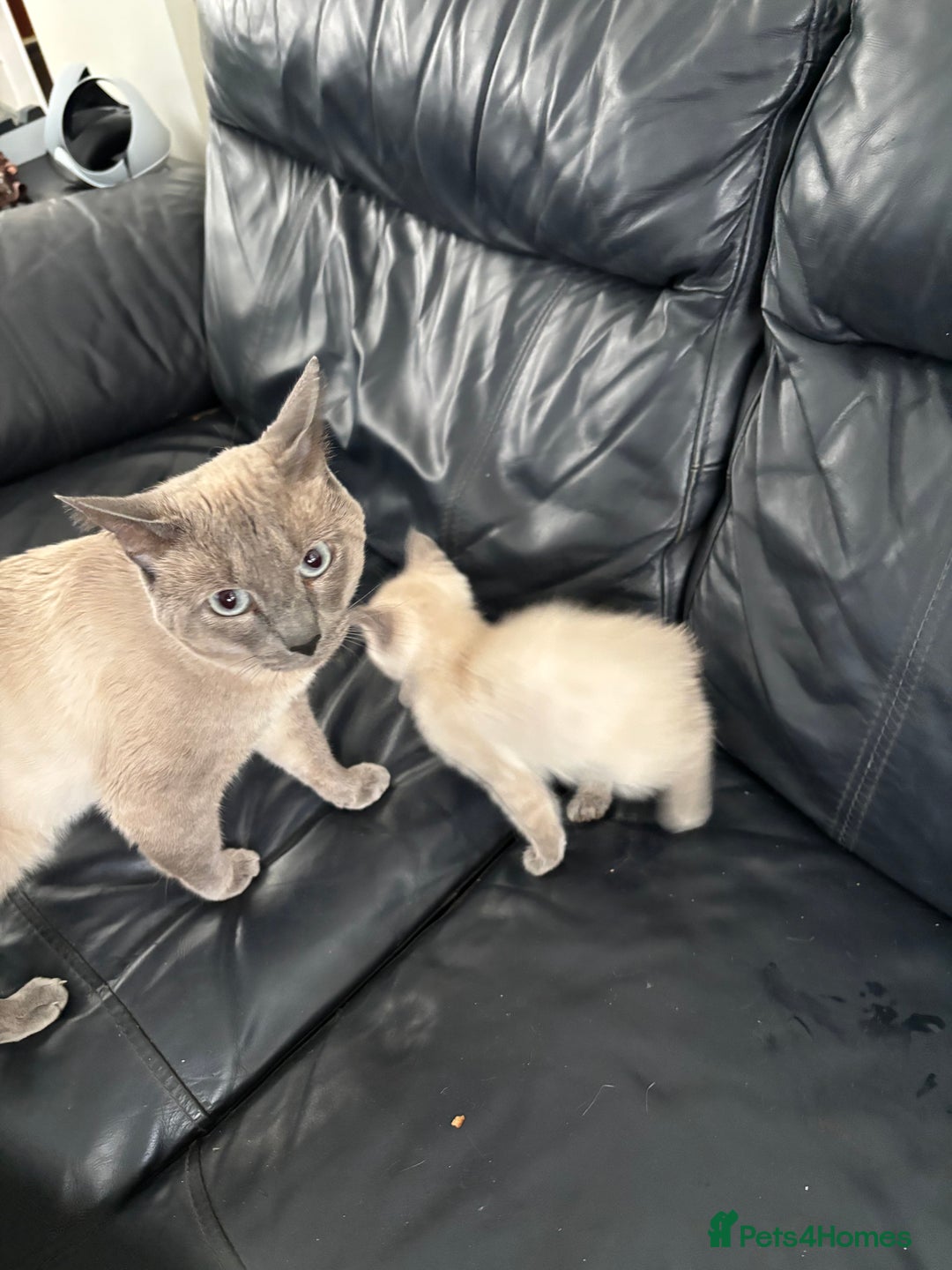 Siamese cats for sale: Lilac / Blue point Siamese  - Image 9