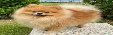 Pomeranian 1