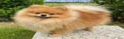 Pomeranian dogs for sale: Pomeranian Dog - Advert 2