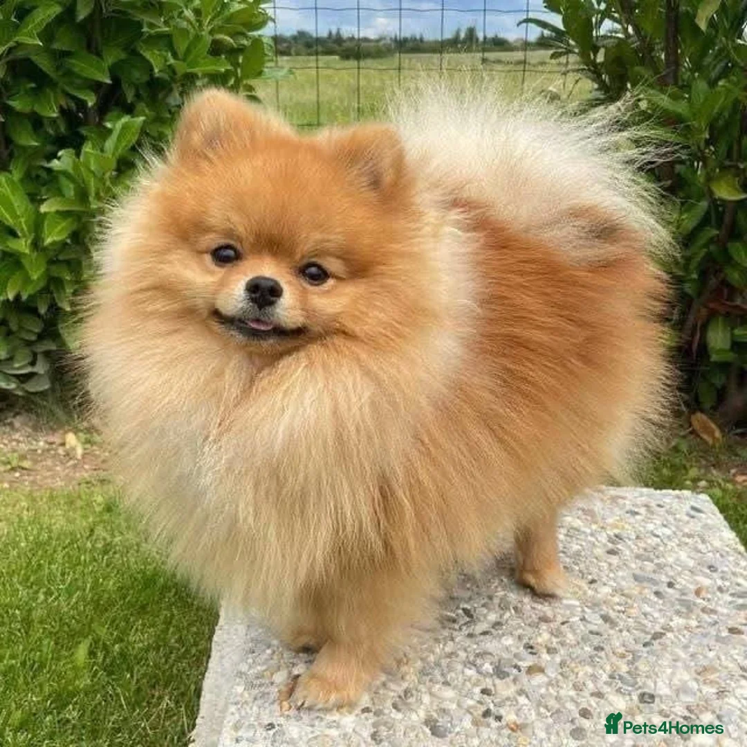 Pomeranian dogs for sale: Pomeranian Dog - Advert 2