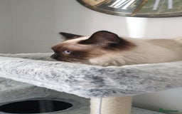 Ragdoll cats for sale: GCCF Active or Pet Ragdoll Boy - Image 4