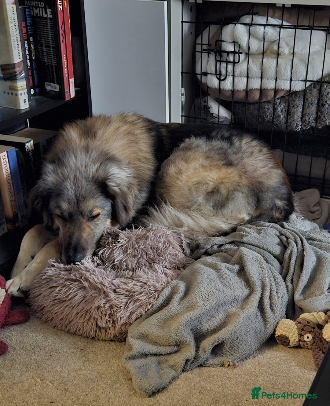 Mixed Breed dogs for adoption: Paddington the Bear - Advert 1