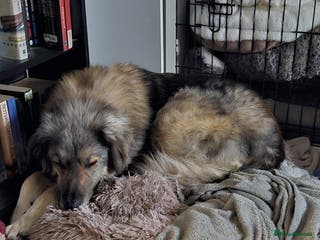 Mixed Breed dogs Paddington the Bear - Advert 5