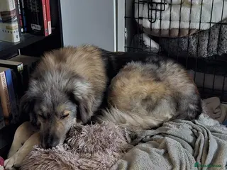 Mixed Breed dogs Paddington the Bear - Advert 18