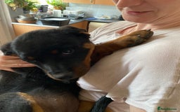 Rottweiler dogs for sale: KC Champion blood lines Rottweiler puppies  - Image 25