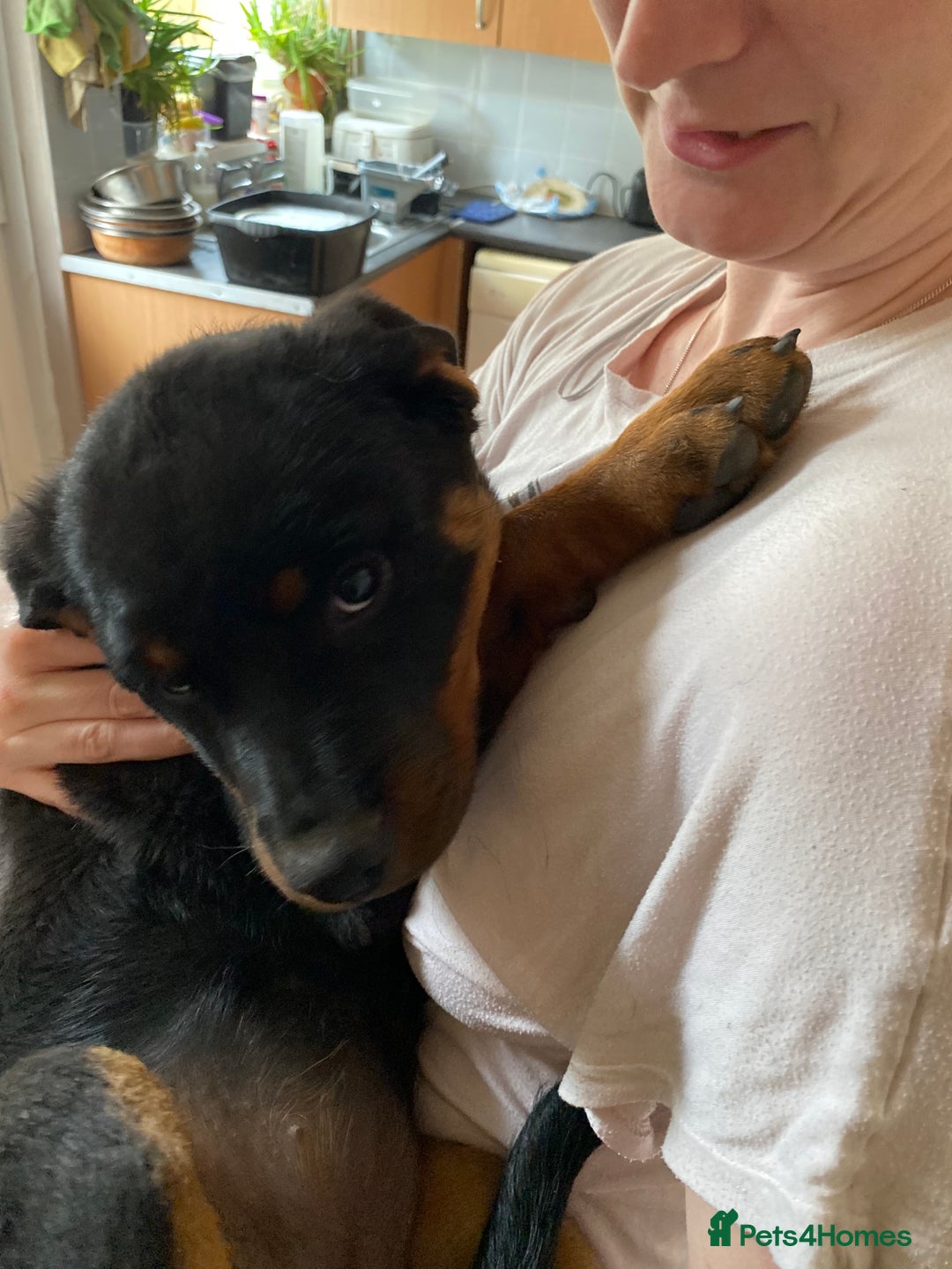 Rottweiler dogs for sale: KC Champion blood lines Rottweiler puppies  - Image 25