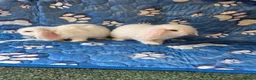 Mini Lop rabbits for sale: Stunning baby mini lops  - Advert 7