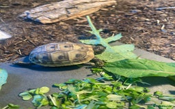 Hermann Tortoise reptiles for sale: Hermannes tortoises hatchlings - Image 2