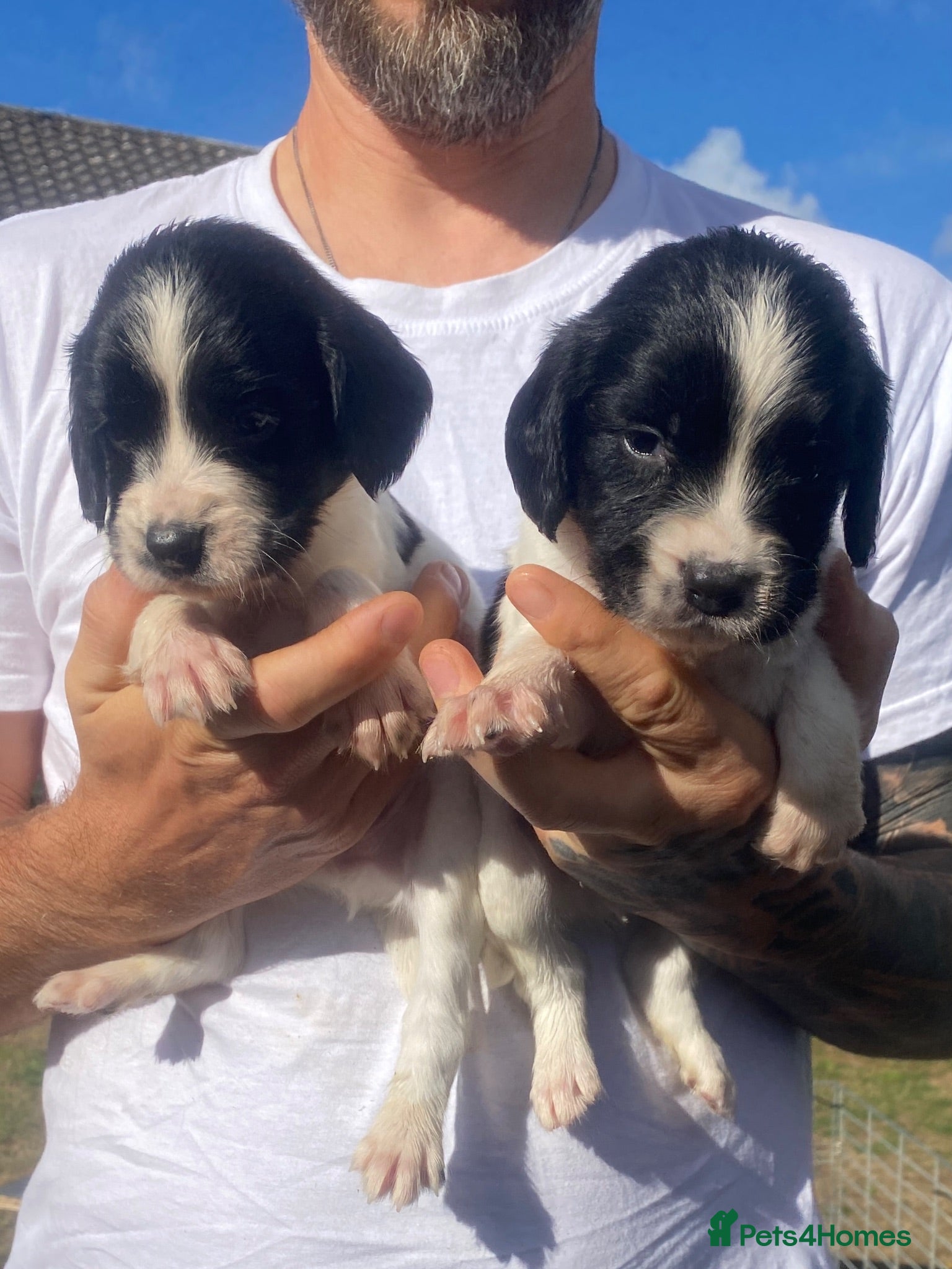 English Springer Spaniel dogs IR FTCH Sired springer spaniel puppies  - Advert 1