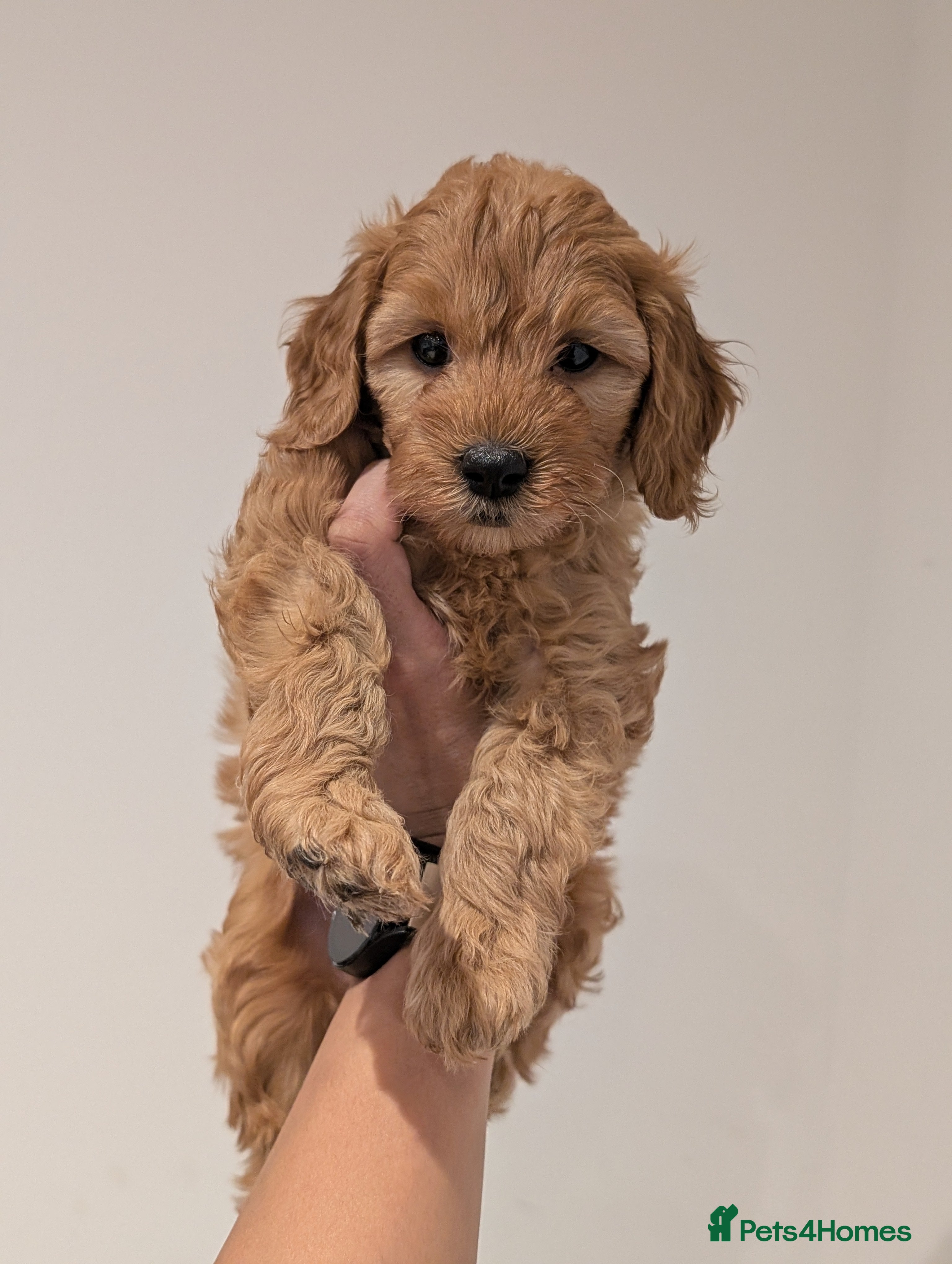 Goldendoodle dogs LAST 2 GIRLS F1BB Miniature goldendoodle puppies   - Advert 1